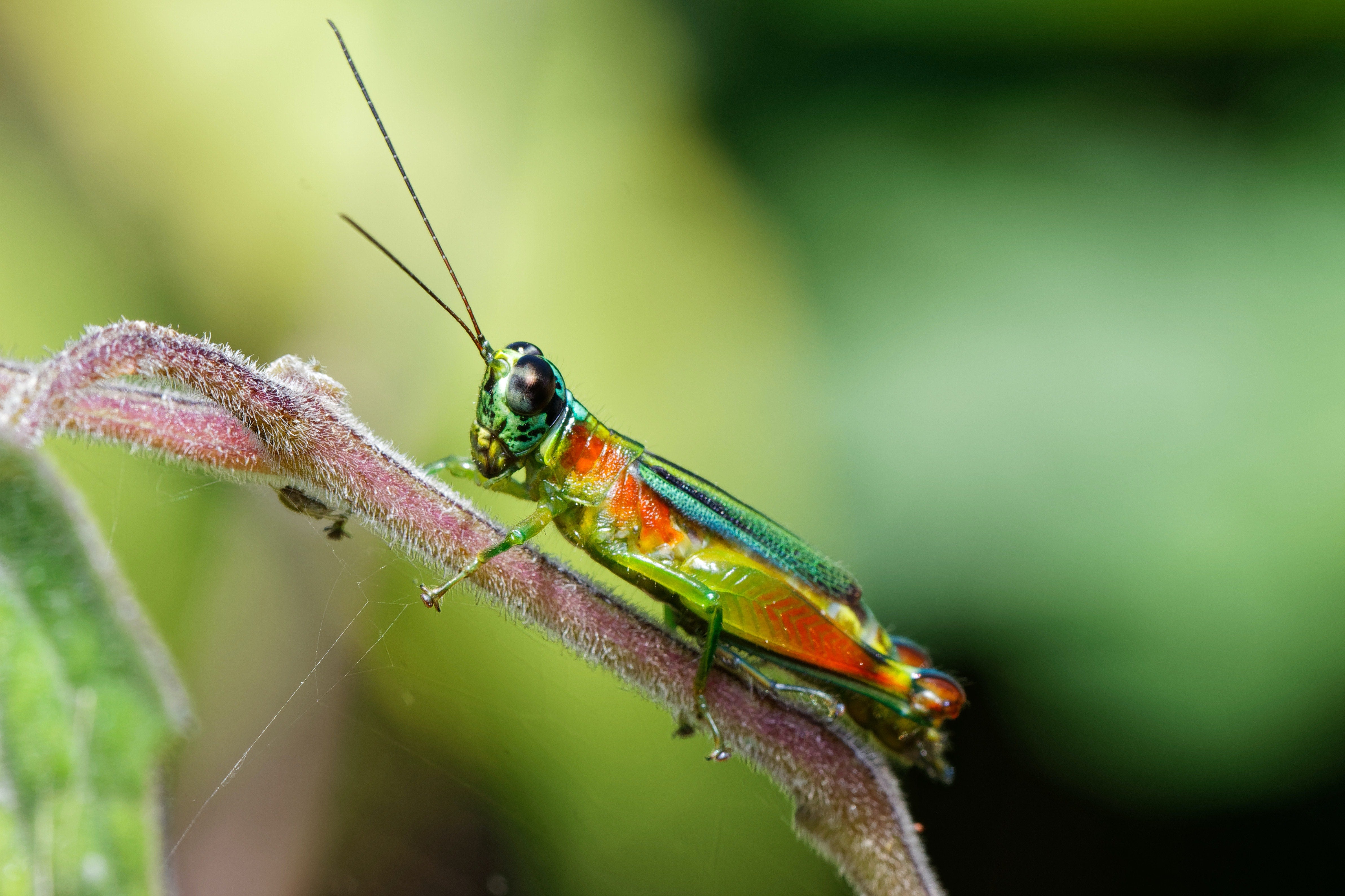 insectos comestibles