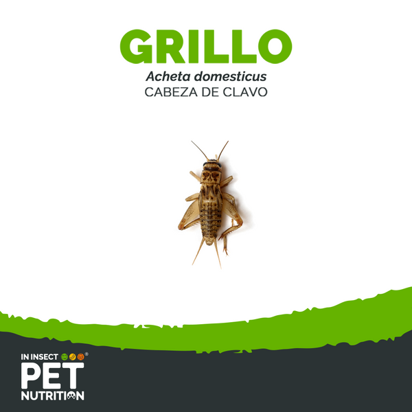 Grillo vivo por millar | Alimento vivo para reptiles y mascotas exóticas
