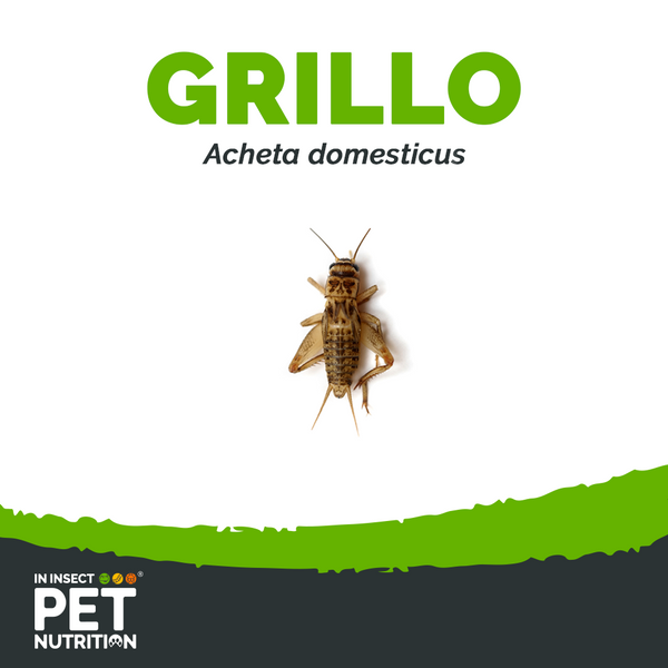 Grillo vivo Alimento vivo para Reptiles | Aves | Mascotas Exóticas