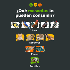 Mosca Soldado Negro Deshidratada