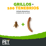 Pack 100 tenebrios + grillos vivos para Reptiles, Aves y Mascotas Exóticas