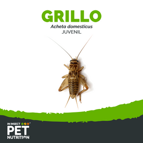 Grillo vivo por millar | Alimento vivo para reptiles y mascotas exóticas