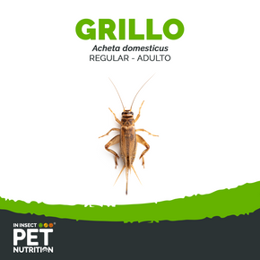 Grillo vivo Alimento vivo para Reptiles | Aves | Mascotas Exóticas