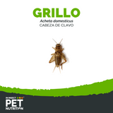Grillo vivo Alimento vivo para Reptiles | Aves | Mascotas Exóticas