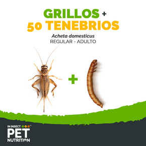 Pack 50 tenebrios + grillos vivos | alimento para reptiles y mascotas exóticas