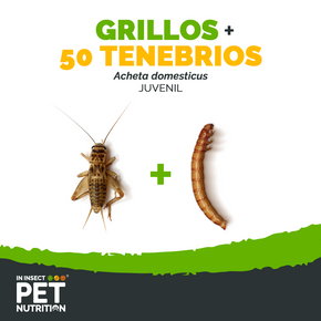 Pack 50 tenebrios + grillos vivos | alimento para reptiles y mascotas exóticas