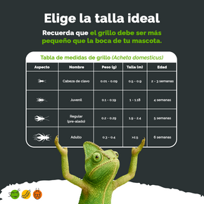 Grillo vivo Alimento vivo para Reptiles | Aves | Mascotas Exóticas