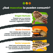 Pack 100 tenebrios + grillos vivos para Reptiles, Aves y Mascotas Exóticas