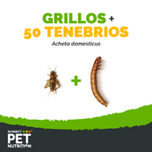 Pack 50 tenebrios + grillos vivos | alimento para reptiles y mascotas exóticas