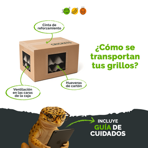 Pack grillos vivos + alimento + agua para Reptiles, Aves y Mascotas Exóticas