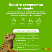 Grillo vivo por millar | Alimento vivo para reptiles y mascotas exóticas
