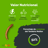 Pack 50 tenebrios + grillos vivos | alimento para reptiles y mascotas exóticas