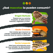 Pack 50 tenebrios + grillos vivos | alimento para reptiles y mascotas exóticas